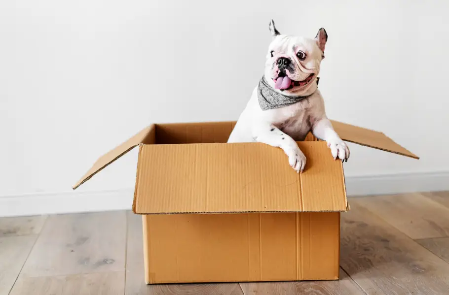 Pet-Friendly Moving Guide