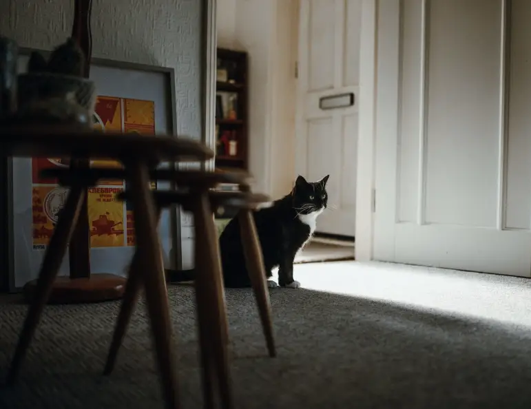 Pet-Friendly Moving Guide